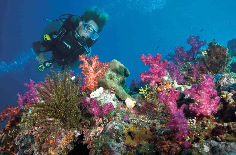 Gold Coast Scuba Diving Experience
