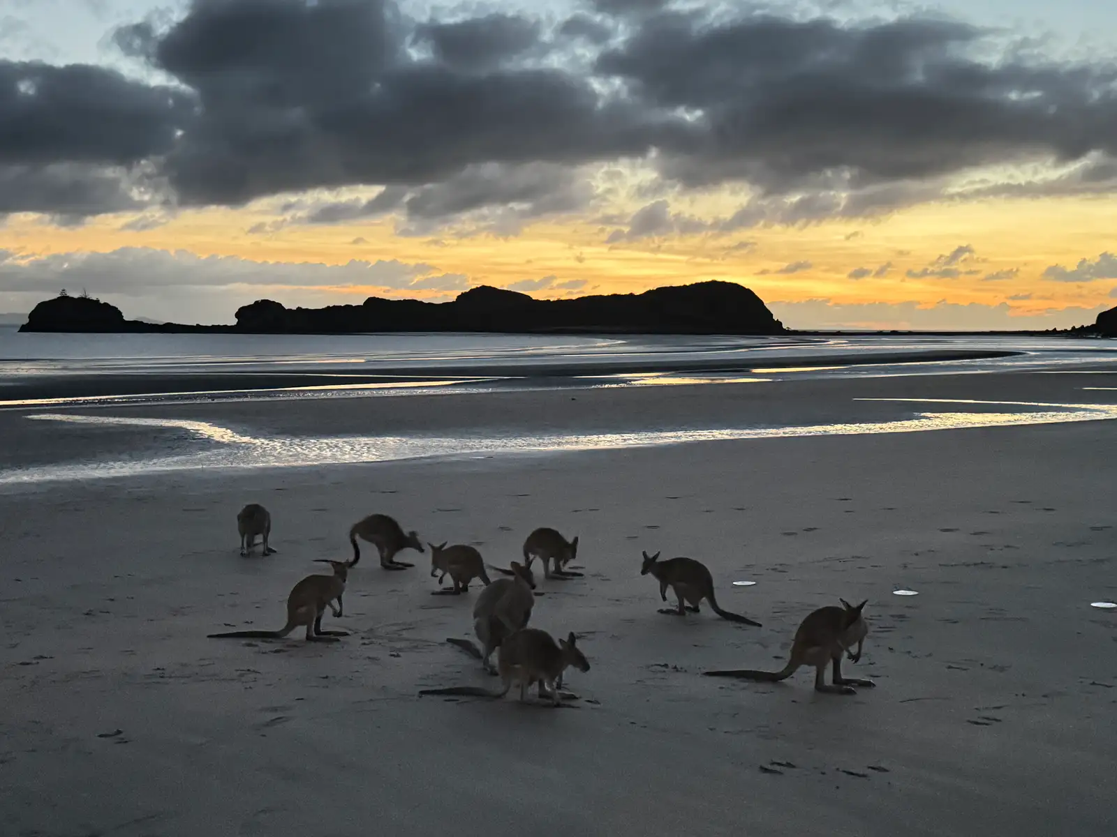 Airlie Beach to Cape Hillsborough 2 Day Eco Wildlife Tour