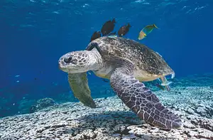 Flinders reef dive trip - sunshine coast