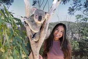 Koala photo Sydney Zoo