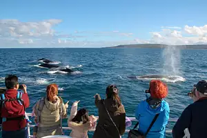 AUGUSTA WHALE WATCHING