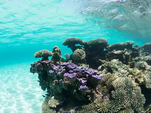 Turtle Snorkelling at Ningaloo Reef