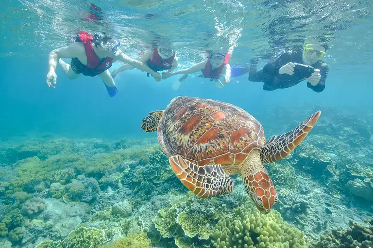 Fitzroy Island Beach and Rainforest Experience
