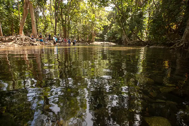 Daintree Rainforest & Cape Tribulation Tour
