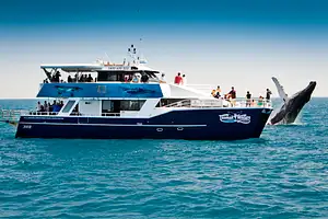 whale watch hervey bay