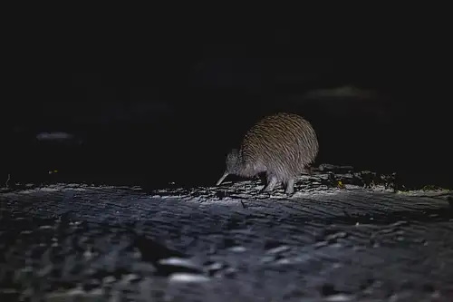 Rakiura Wild Kiwi Encounter Stewart Island