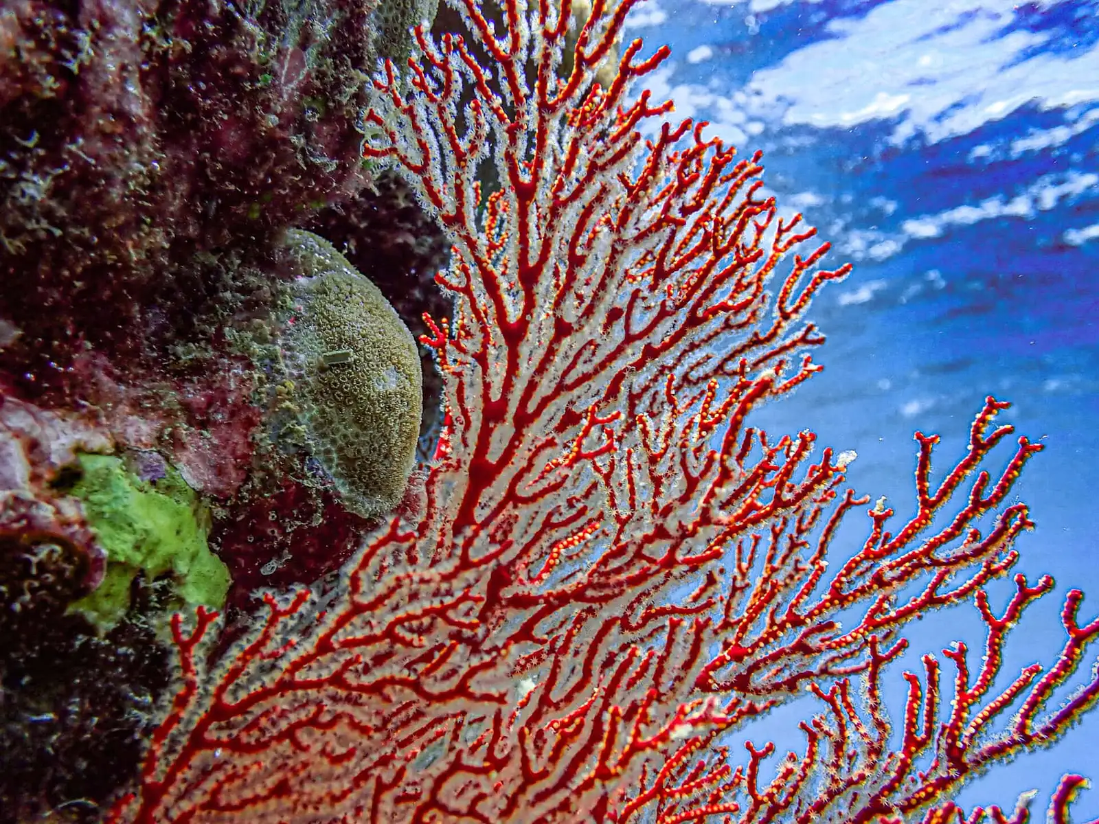 Glass Bottom Boat Reef Viewing at Mackay Coral Cay
