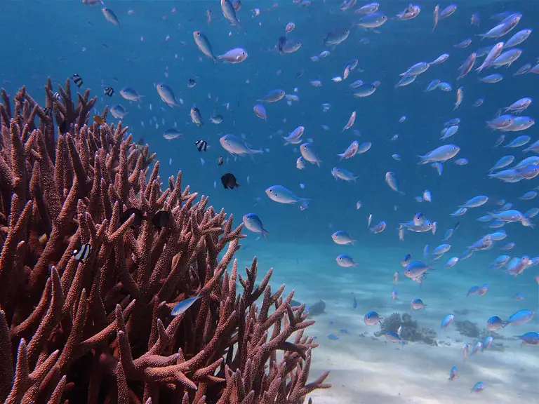 Explore Ningaloo Reef by Boat
