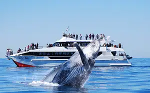 Brisbane Whale Watching Adventure