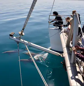 Wild Dolphin Watch