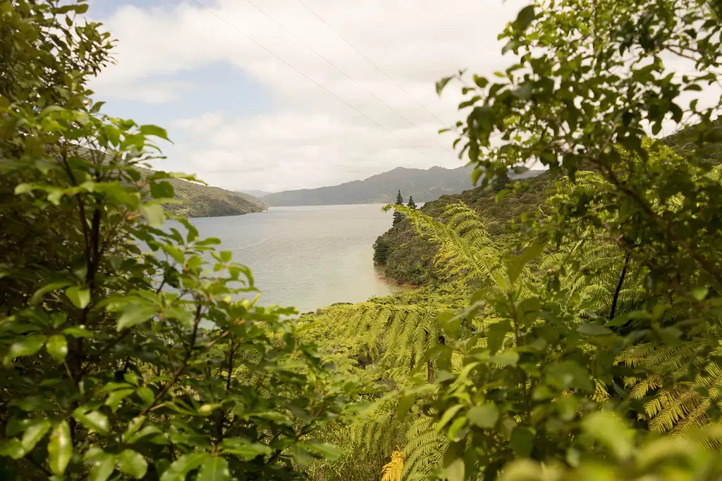 Motuara Island & A Day in the Sounds Cruise