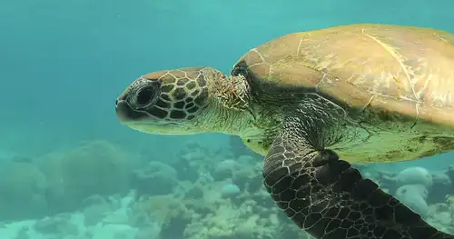 Ningaloo Reef Wildlife & Snorkelling Adventure