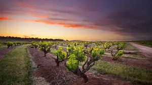 Seppeltsfield Great Terraced Vineyard 2 (1).jpg