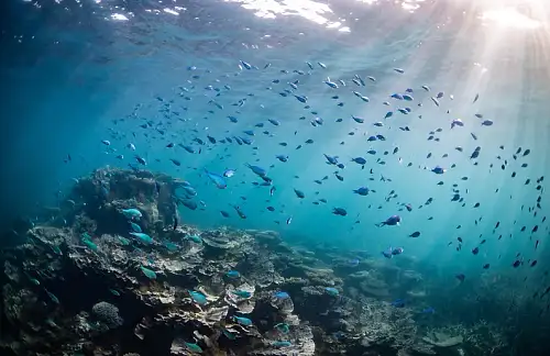 Coral Bay Snorkel & Coral View Tour