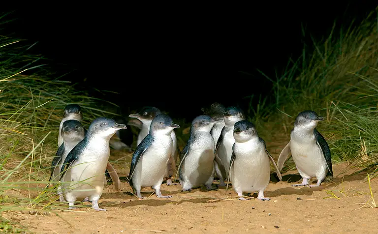 Australian Wildlife Encounters at Moonlit Sanctuary