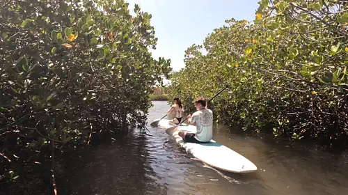 Noosa Stand Up Paddleboarding Through Mangrove Tunnels